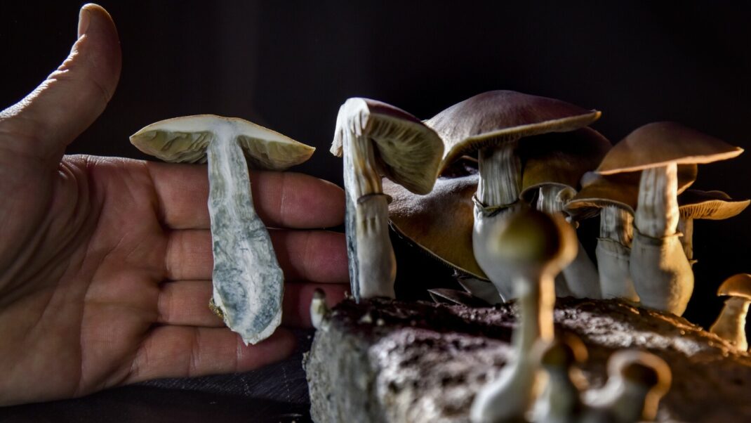 6 Mushrooms That Act as Turbo-Shots