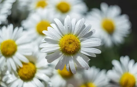 The Benefits of Chamomile Supplements